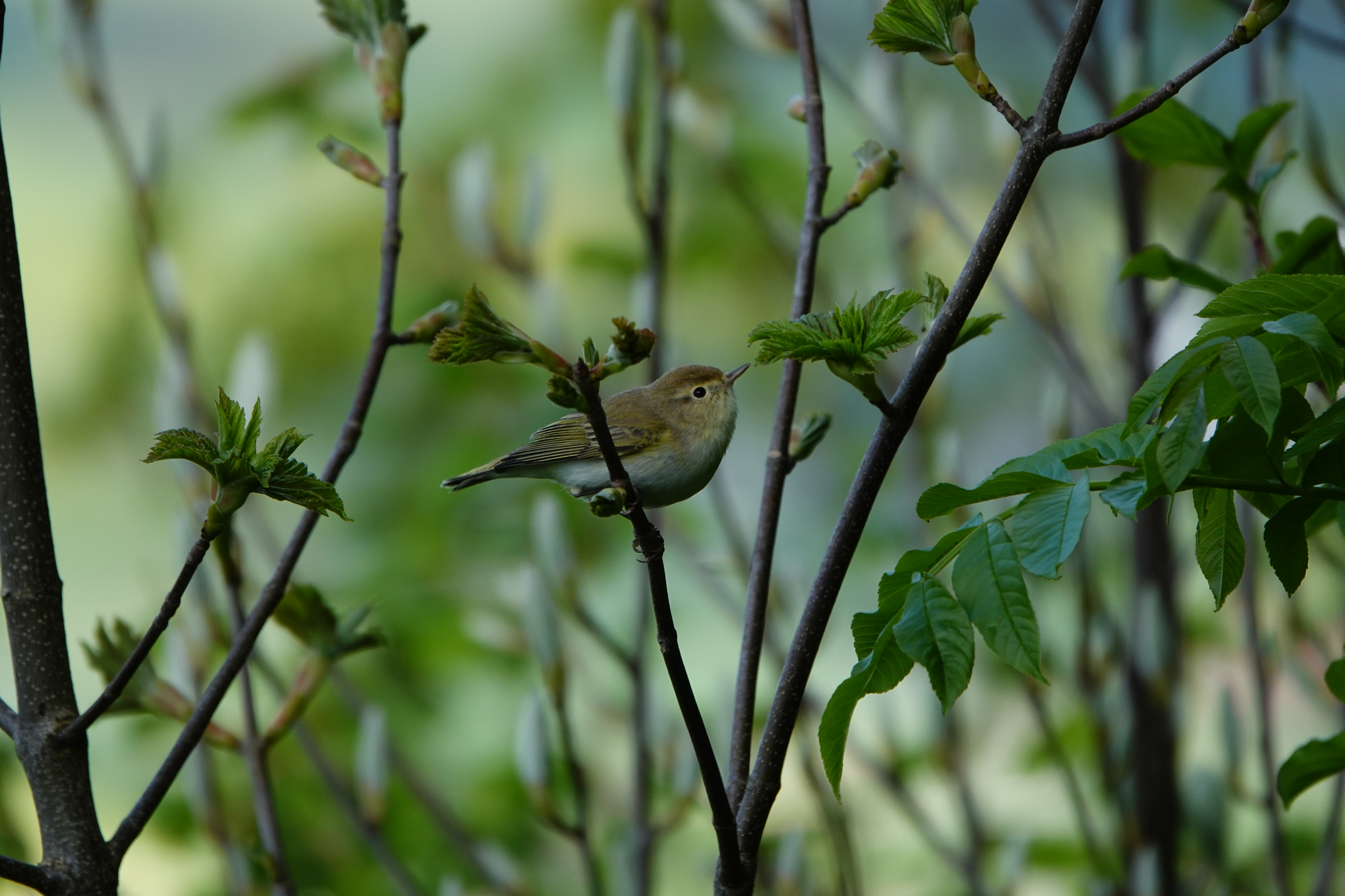 Berglaubsaenger Mathias Kramer