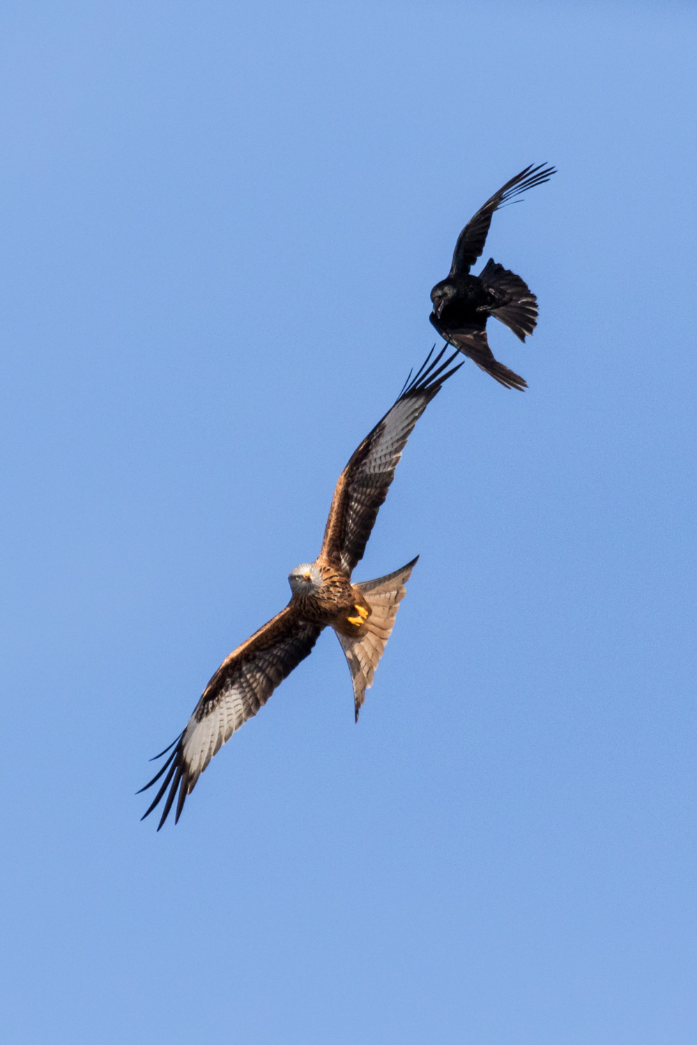 Rotmilan01 OliverElsaesser