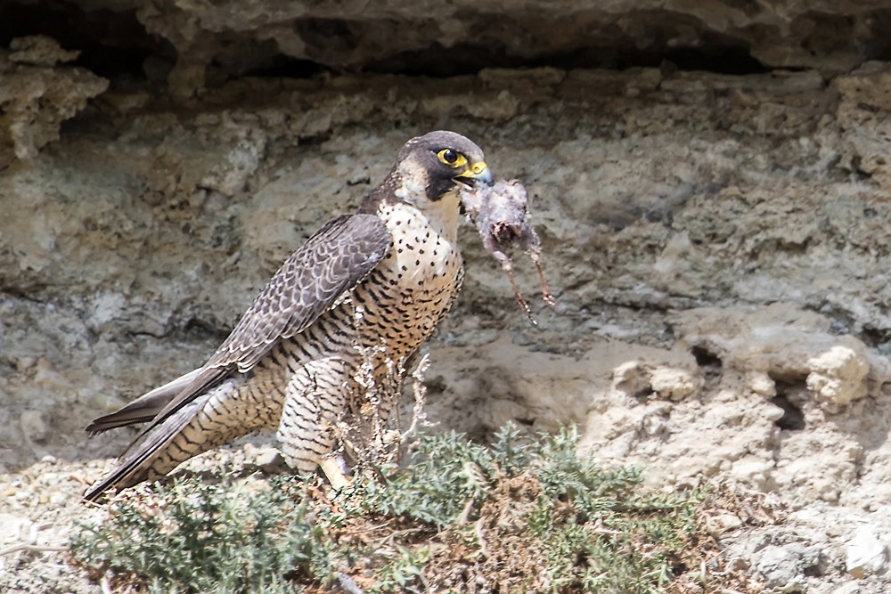 Wanderfalke Christoph Jansch